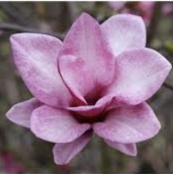 Magnolia starbust light pink
