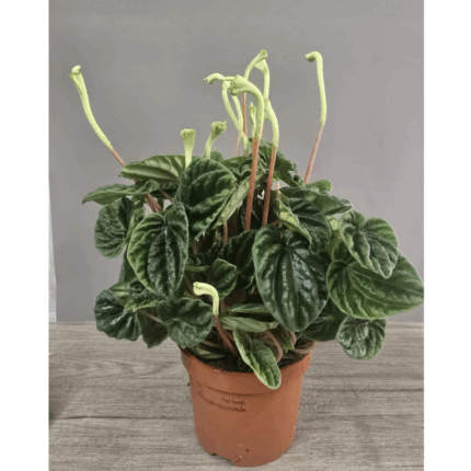 Peperomia n 1