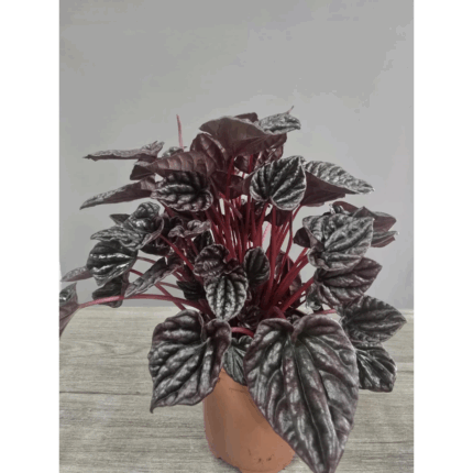Peperomia N2