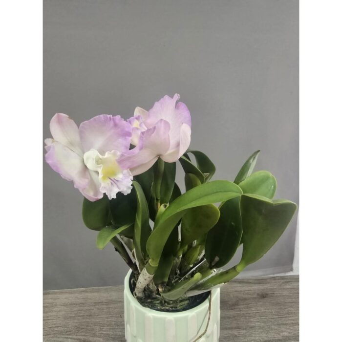 VASO CERAMICO NÃO INCLUIDO