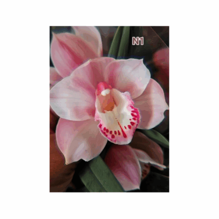 Cymbidium rosa parideiro