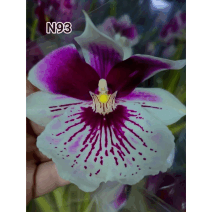Miltonia 93
