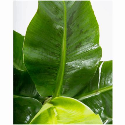 Bananeira Musa 100cm
