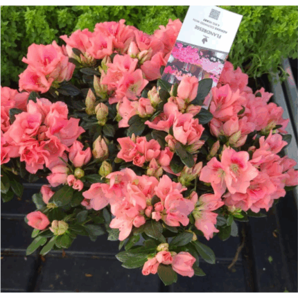 Azalea n 1