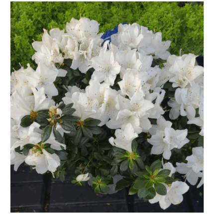 Azalea n 4