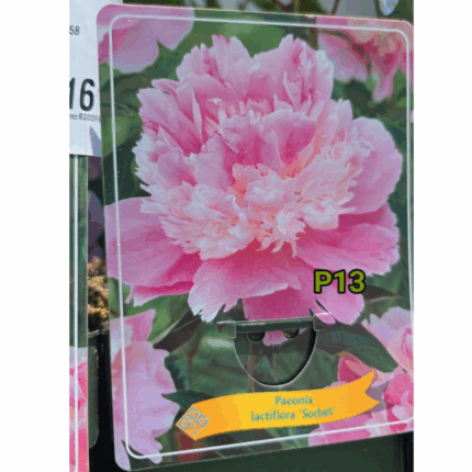 PEONIA P13