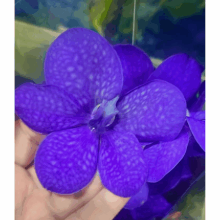 VANDA LILA AZULADA-PORTES GRATUITOS PORTUGAL CONTINENTAL