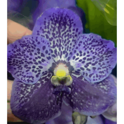VANDA HIBRIDA N 3-PORTES GRATUITOS PORTUGAL CONTINENTAL
