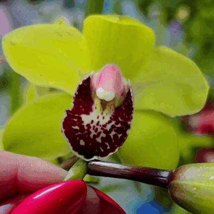 CYMBIDIUM VERDE PARIDEIRO -OFERTA PORTES PORTUGAL CONTINENTAL