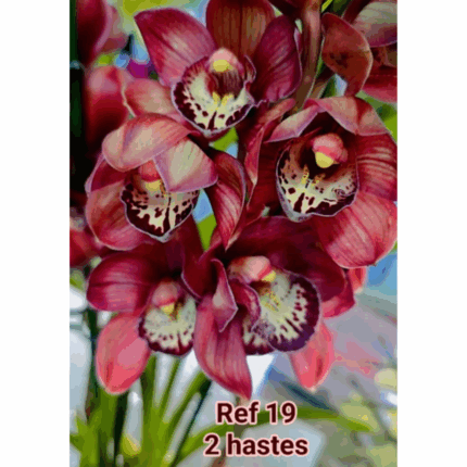 CYMBIDIUM VERMELHO 2 HASTES -OFERTA PORTES PORTUGAL CONTINENTAL