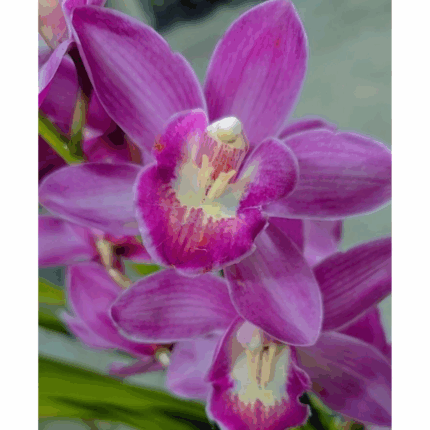 CYMBIDIUM PINK  -2 HASTES FLORAIS -OFERTA PORTES PORTUGAL CONTINENTAL