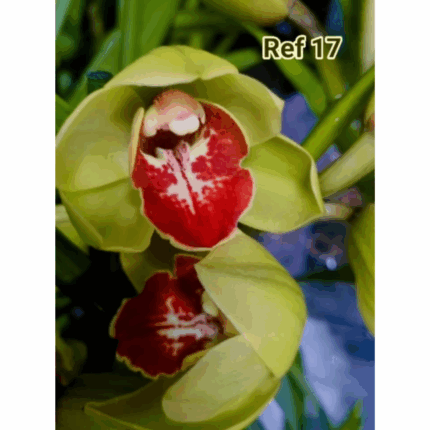CYMBIDIUM KIWI FLOR GIGANTE-PORTES GRATUITOS PORTUGAL CONTINENTAL