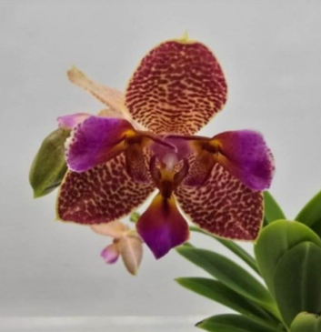 Phalaenopsis rara n1