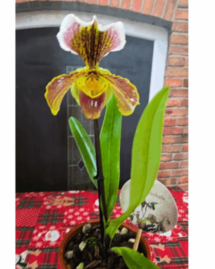 Paphiopedilum n29