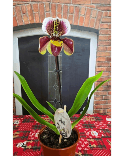 Paphiopedilum n 31
