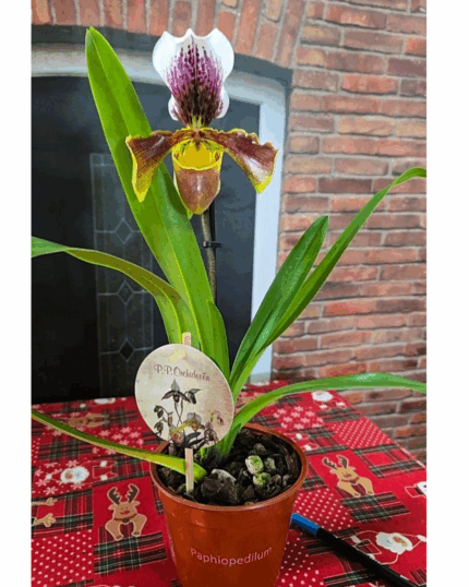 Paphiopedilum 23