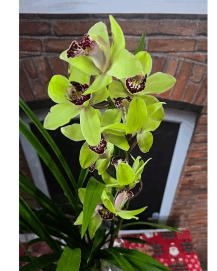 Cymbidium n 2 parideiro verde