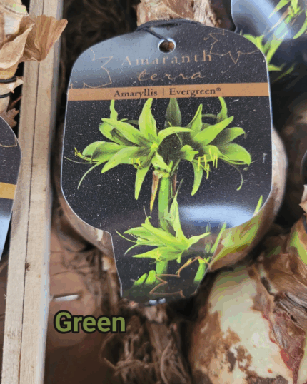 AMARILIS RARO XXL GREEN