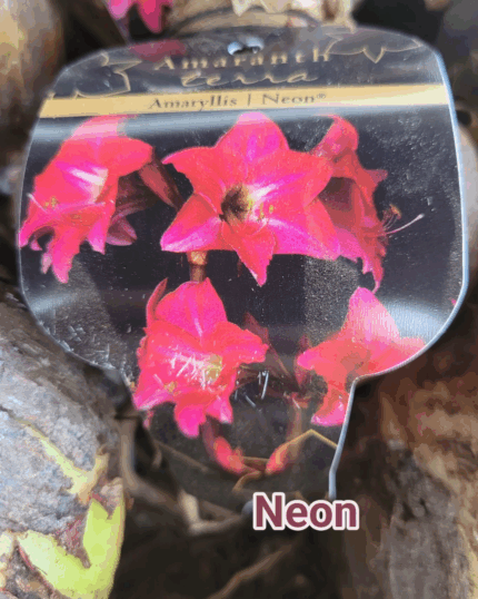 AMARILIS NEON XXL CALIBRE SUPERIOR