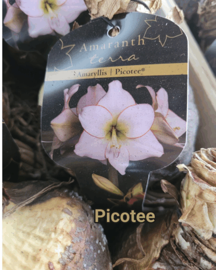 AMARILIS PICOTE XXL CALIBRE SUPERIOR