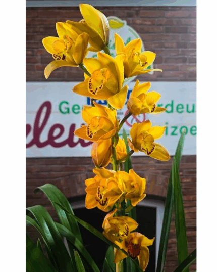 Cymbidium n 3