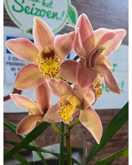 Cymbidium 61