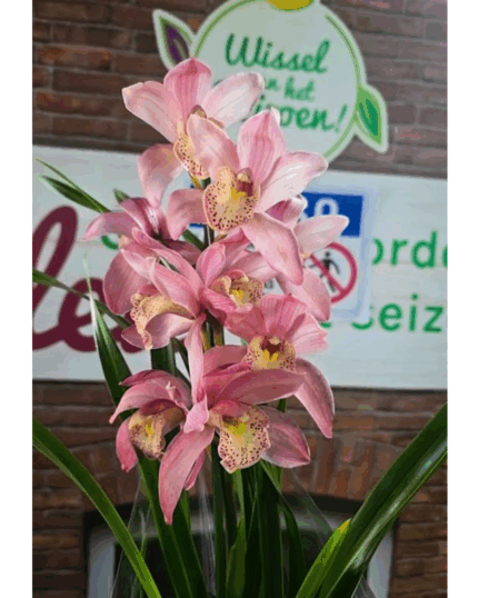 Cymbidium n 33