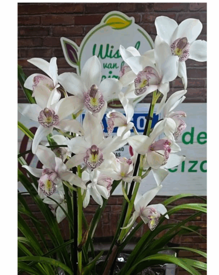 Cymbidium 45