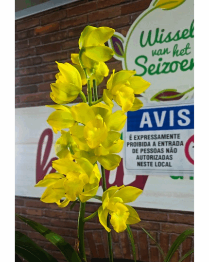 Cymbidium 53