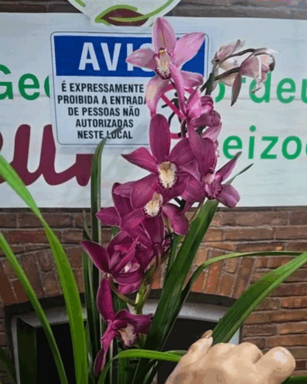 Cymbidium n 42