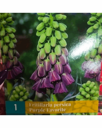 Fritillaria persica purple favorite