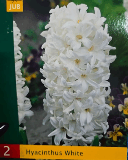 Hyacinthus White
