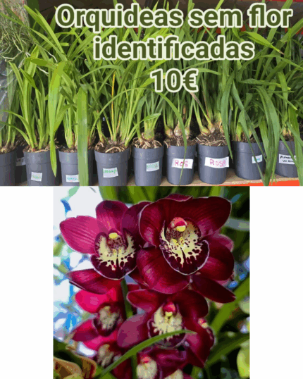 Cymbidium sem flor vermelho