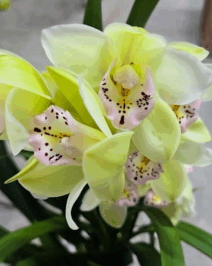 Cymbidium verde água