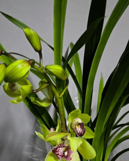 Cymbidium semi pendula