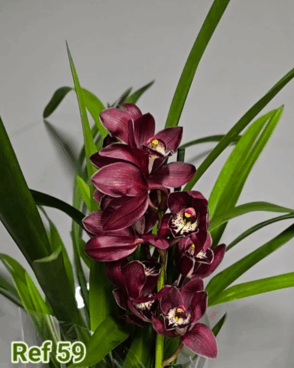 Cymbidium n59