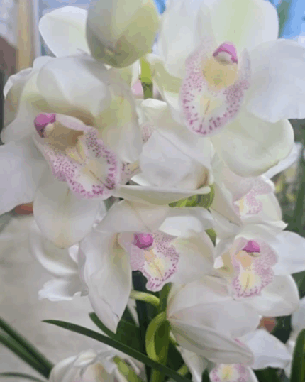 Cymbidium shagy muitas hastes