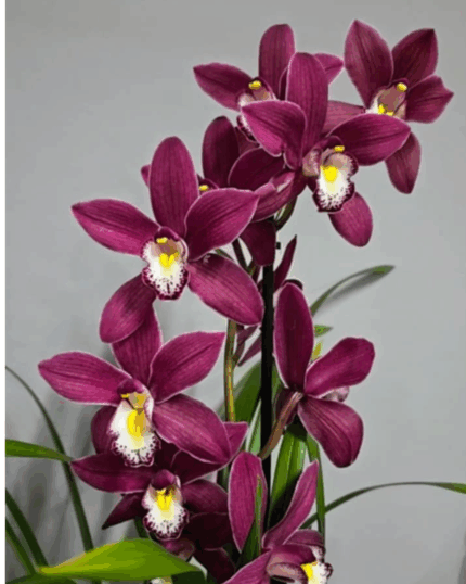 Cymbidium Tinto