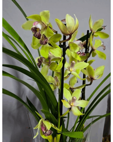 Cymbidium verde 2 hastes