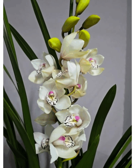 Cymbidium pintas