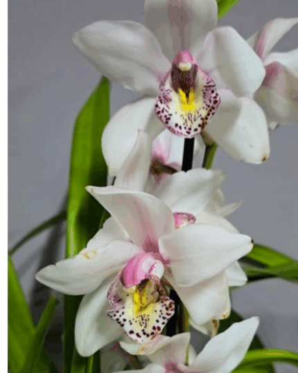 Cymbidium perola