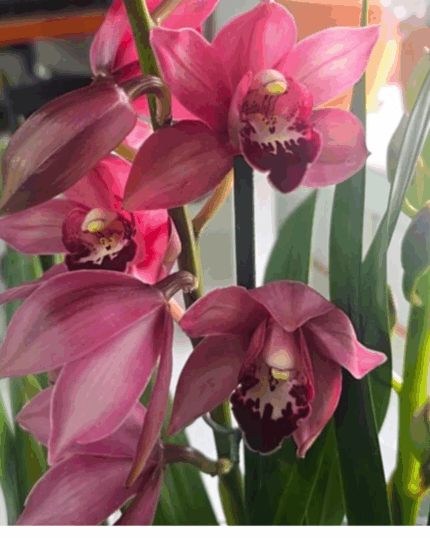 Cymbidium rosy - 3 hastes