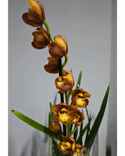 Cymbidium perfumado