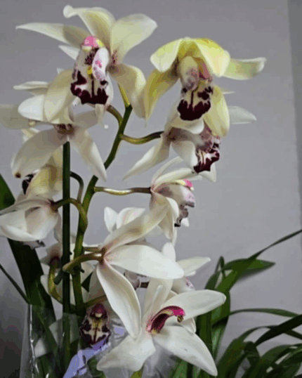 Cymbidium puro