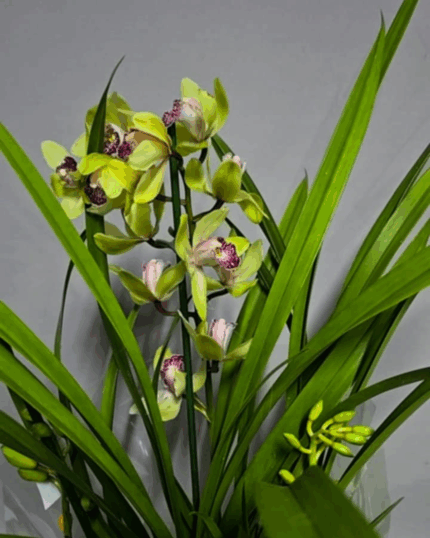Cymbidium verde varias hastes