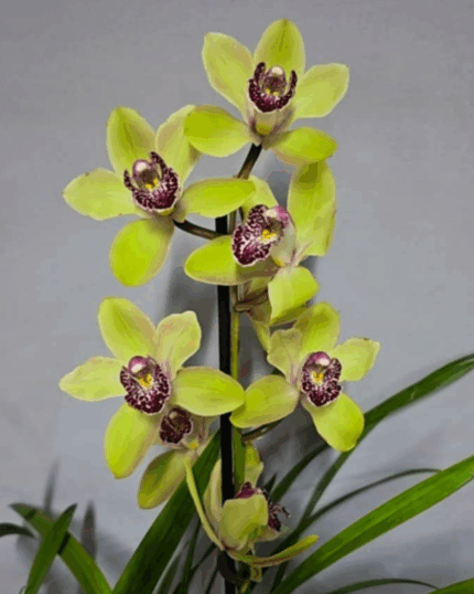 CYmbidium verde parideiro