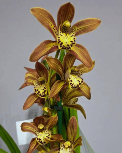 Cymbidium perfumado varias hastes