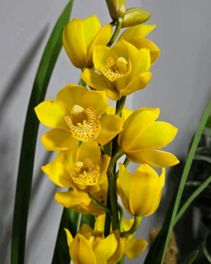 Cymbidium Yelow/orange canela