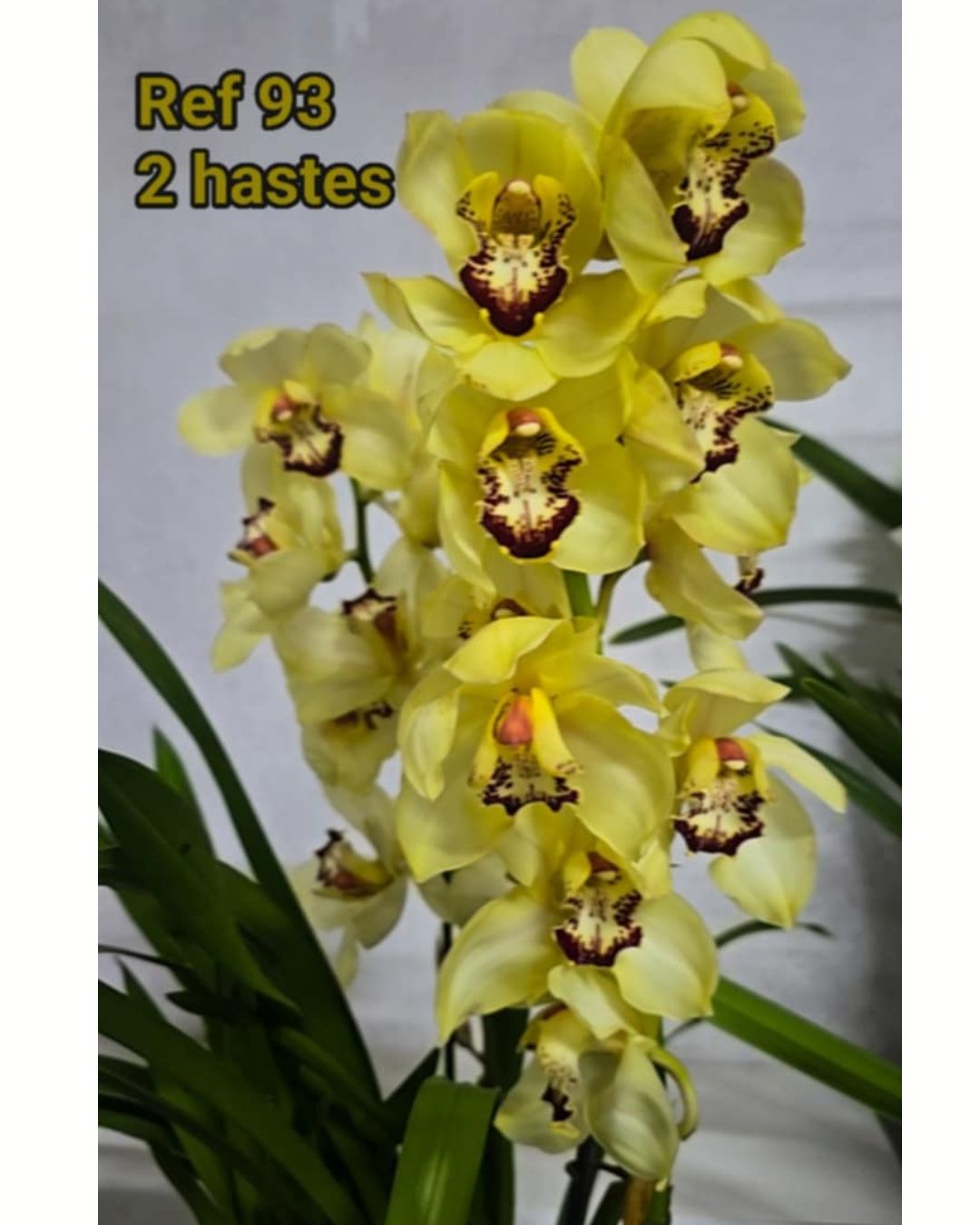 Design sem nome (13)