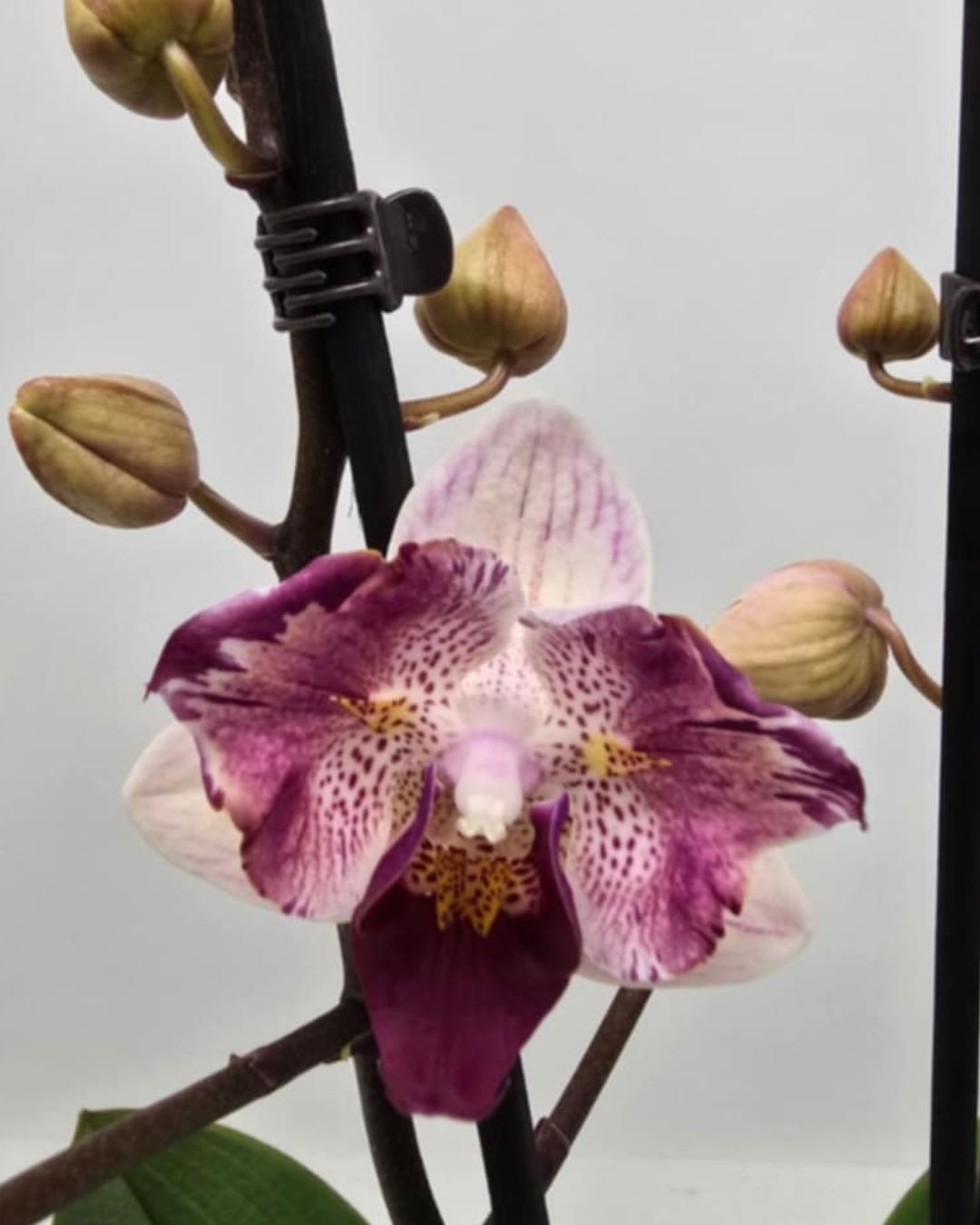 Design sem nome - 2025-11-19T092656.968